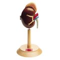 Denoyer-Geppert Anatomical Model, Right Kidney & Adrenal Gland 0148-00